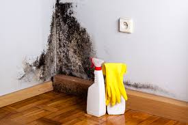 Best Black Mold Removal  in Signal Mountain, TN